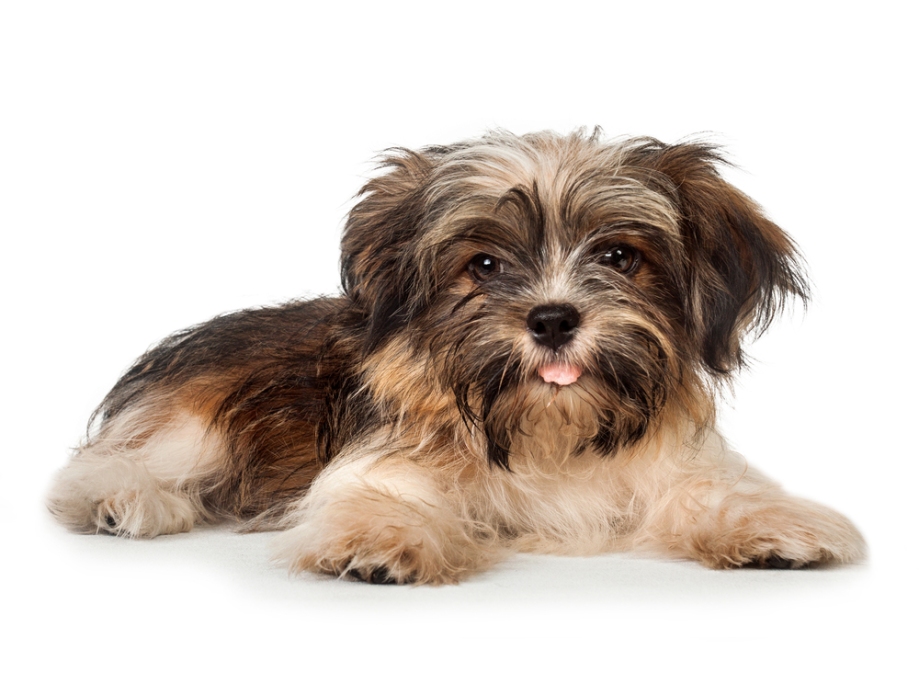 A small long-haired dog lying down